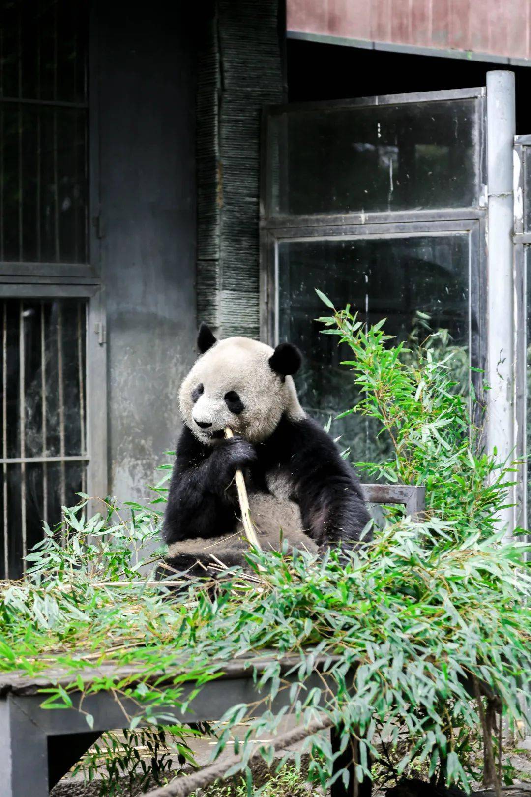 成年大熊猫图片