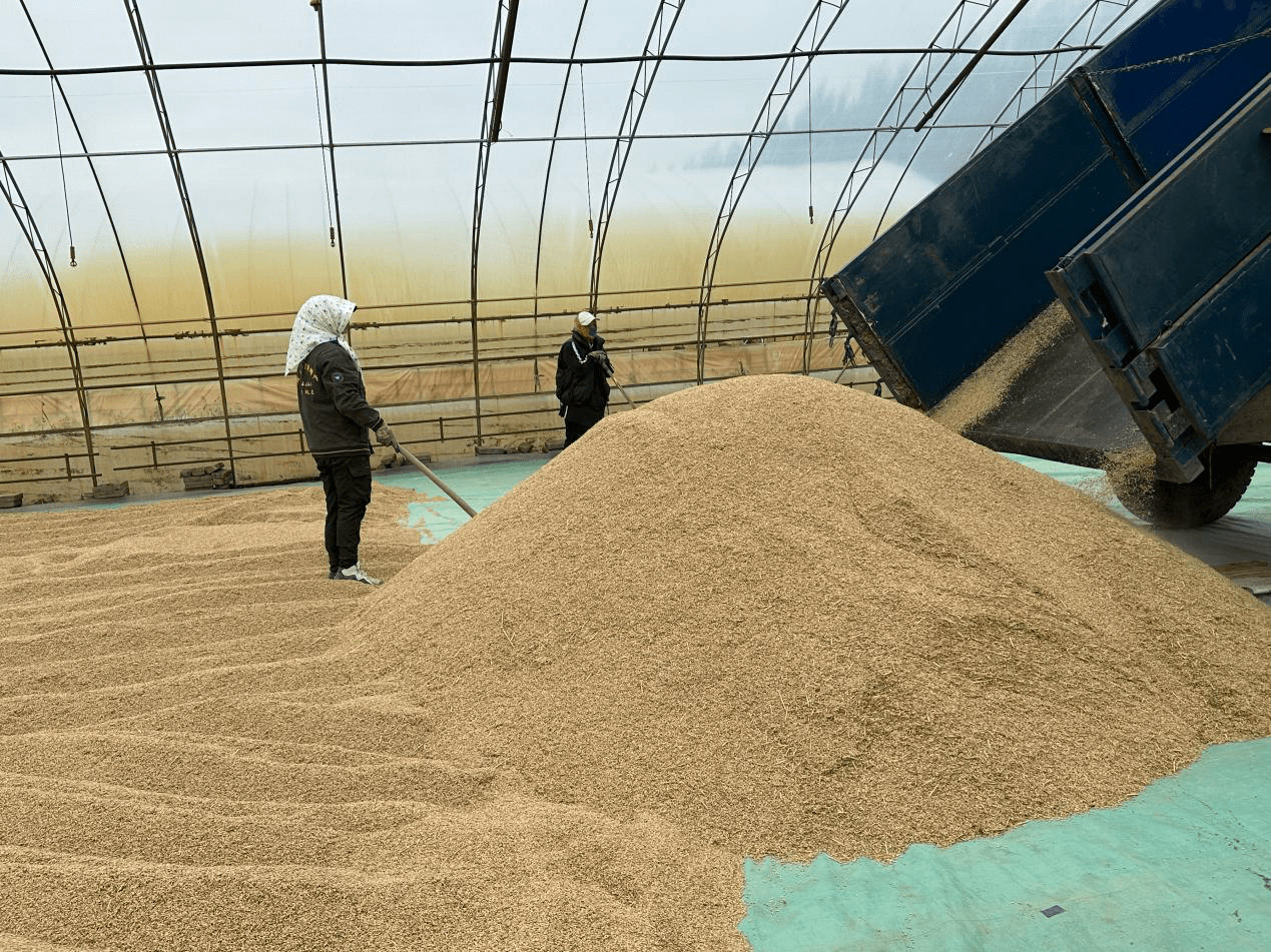 合理规划存储空间,极大地缓解了晒场压力,通过大棚晾晒