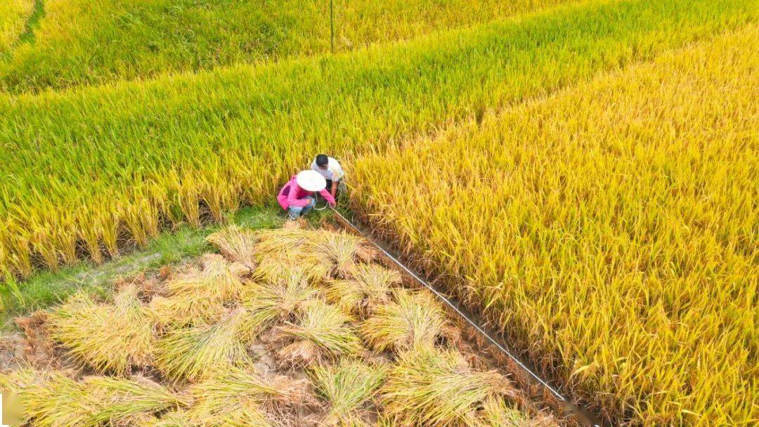 种植品种以"宜香优2115"为主,辅以苗头型品种"泰优"系列及"川优3727"