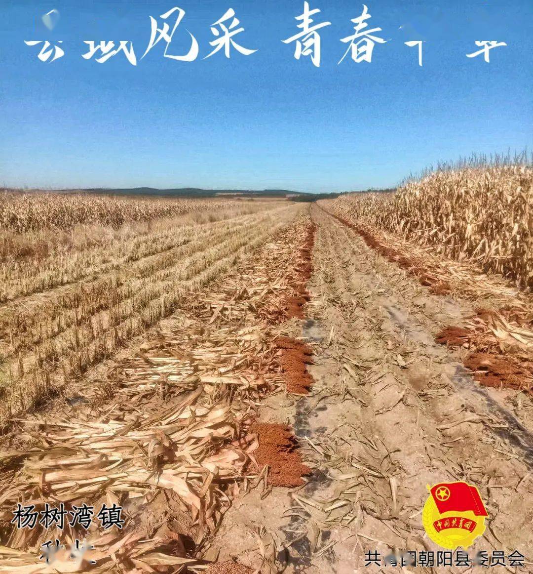 【县域风采 青春华章】朝阳县县域风情展播|第十一期:朝阳县杨树湾镇