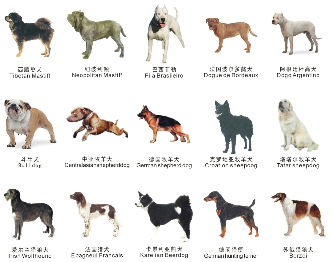 注意！苏州禁养这38种烈性犬！_免疫_管理条例_规定