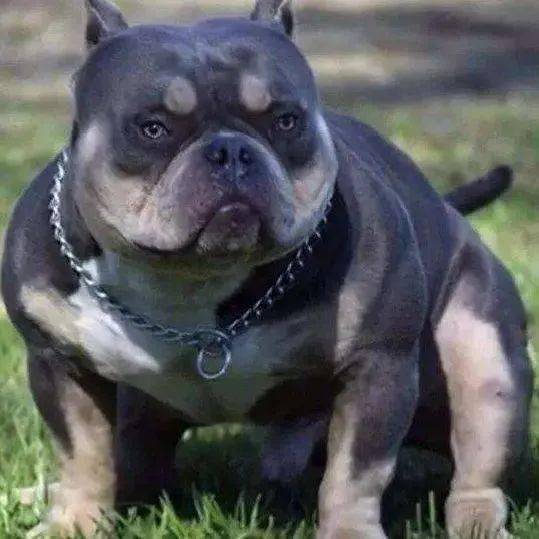 佛山27种烈性犬名录:西藏獒犬,比特斗牛梗犬,日本土佐犬,巴西非拉犬