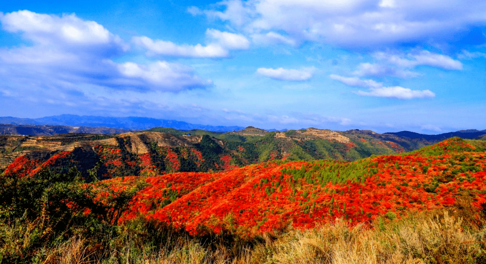 香山红叶摄影周即将启动,满山红叶向您发出邀请~~_活动_风景区_板桥镇