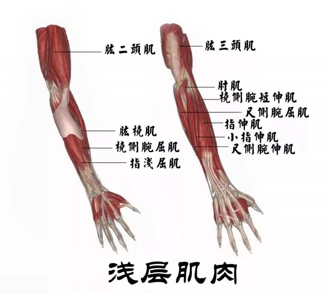 五分钟带你了解有关手臂疼痛的重要知识