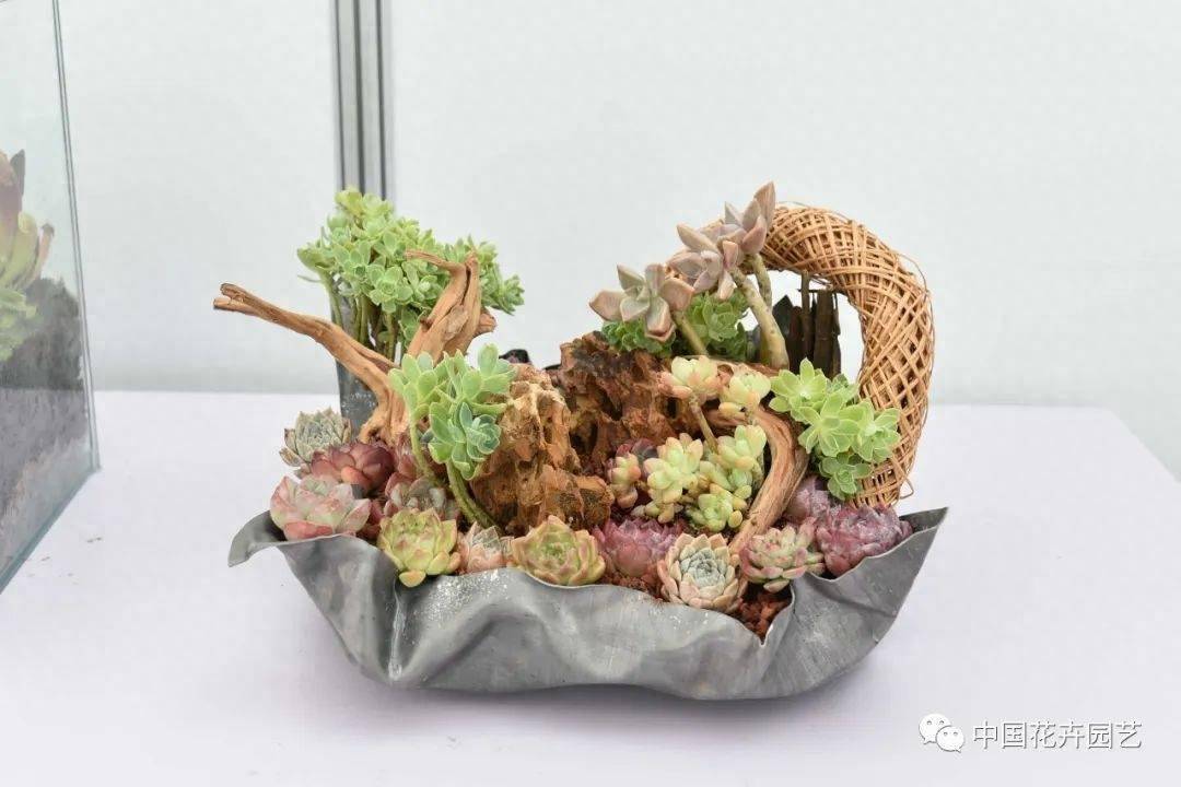 中国杯组合盆栽大赛圆满落幕 3大类比赛金奖诞生 | 动态_选手_作品