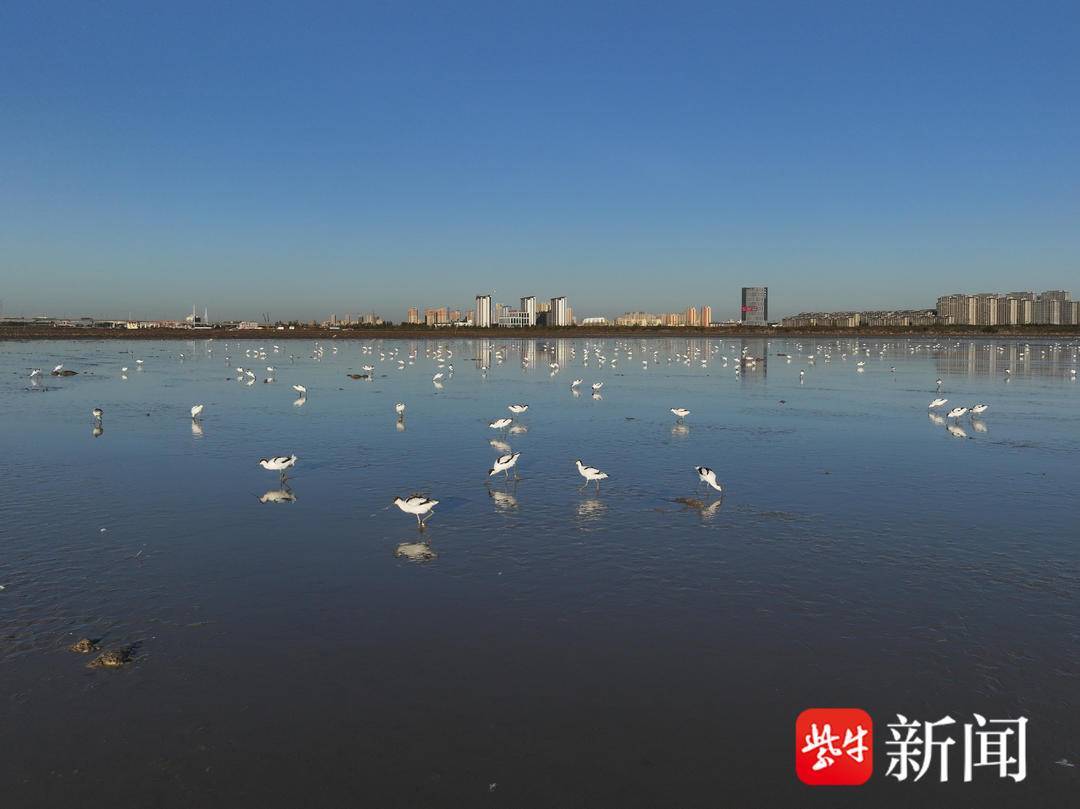 江苏连云港:海州湾沿海湿地迎来大批反嘴鹬_赣榆_鸟类_徐国新