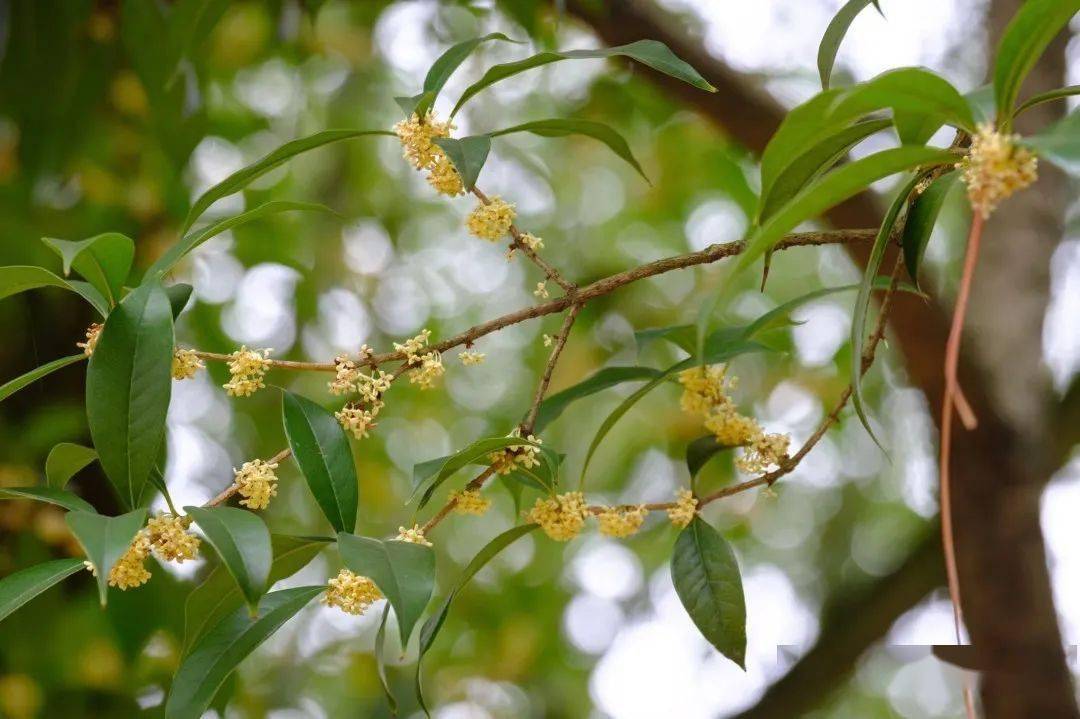 啊秋,这泼天的"馥桂"轮到小湘啦15_桂花_校园_枝叶