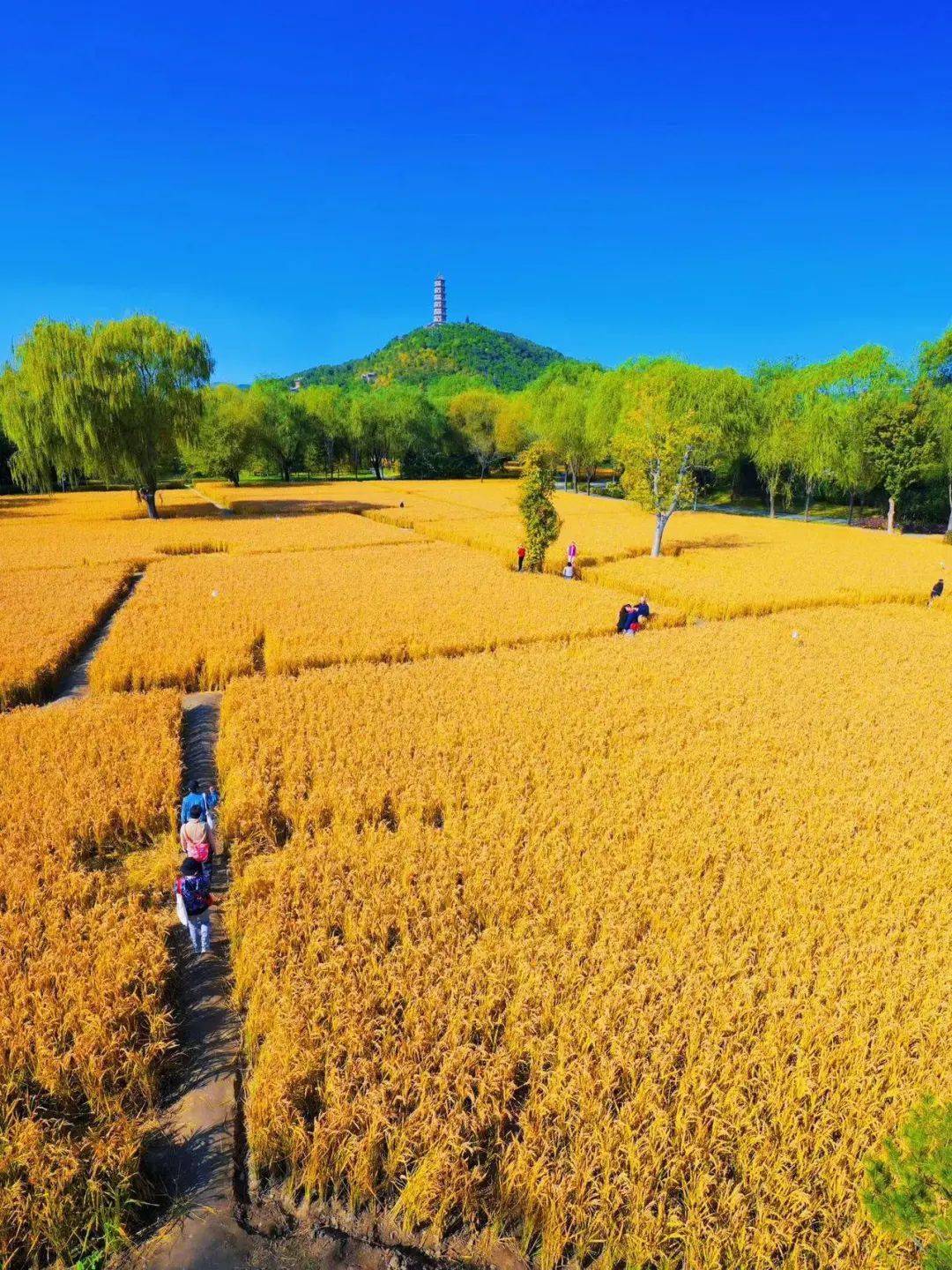 最后让我们由两山公园北坞公园中坞公园依次进行园外园水稻收割工作