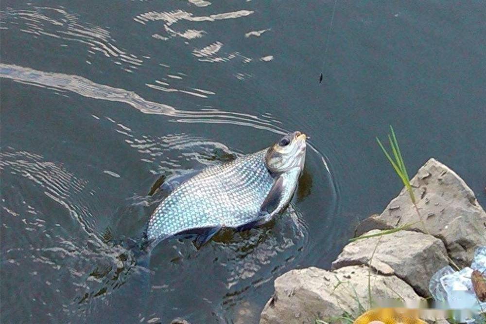 晚秋野钓鳊鱼,会使用这种钓法,连竿狂拉越钓越喜_因为_现象_底层