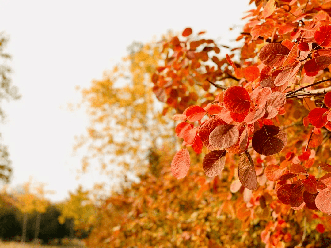 京西人常去的大公园首届公益跳蚤市场即将开市啦!_活动_物品_摊位
