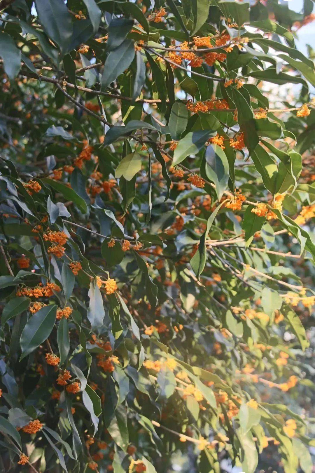 快来接住这泼天的"馥桂"!_温科上_桂花_传媒