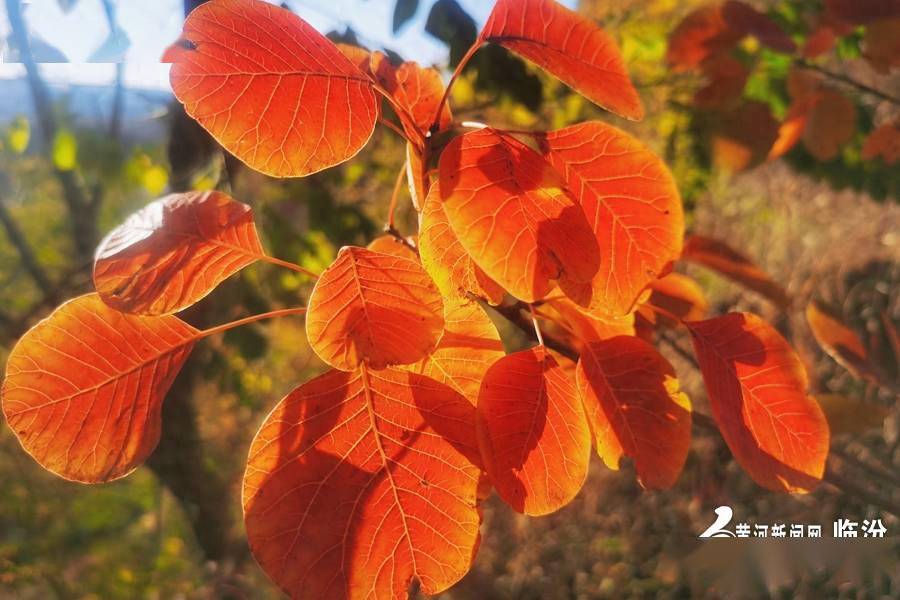 黄河新闻网临汾频道 车晓云 摄