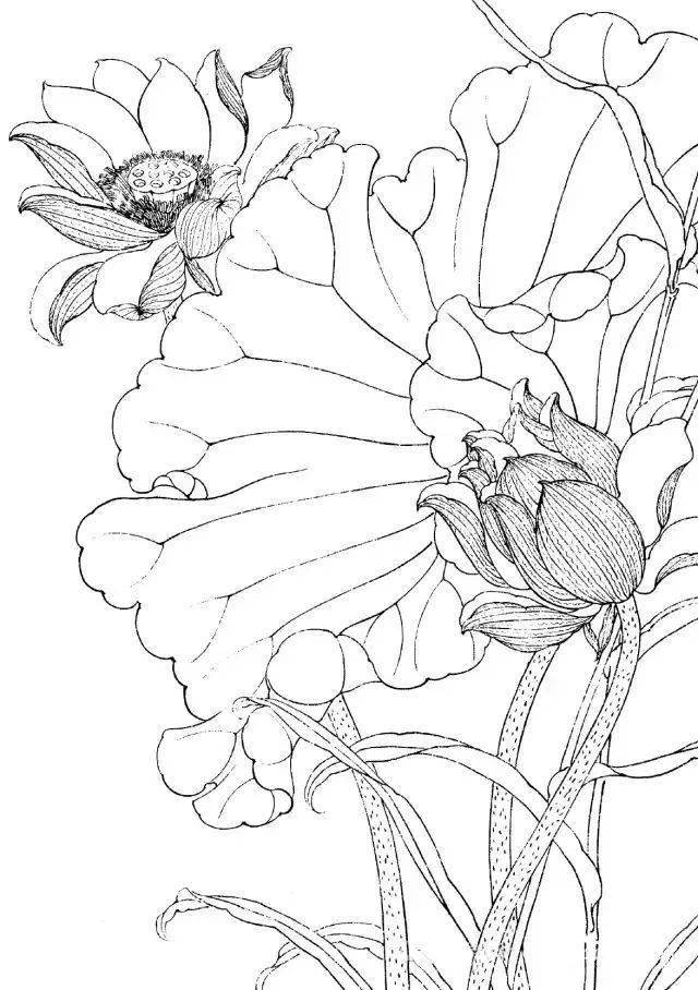 荷花【白描】