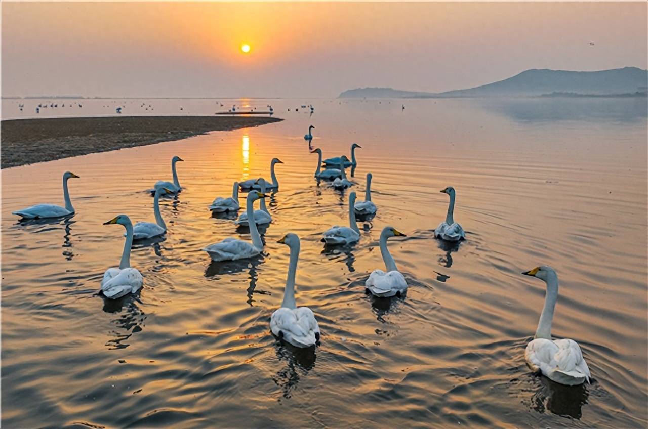 荣成天鹅湖景区图片