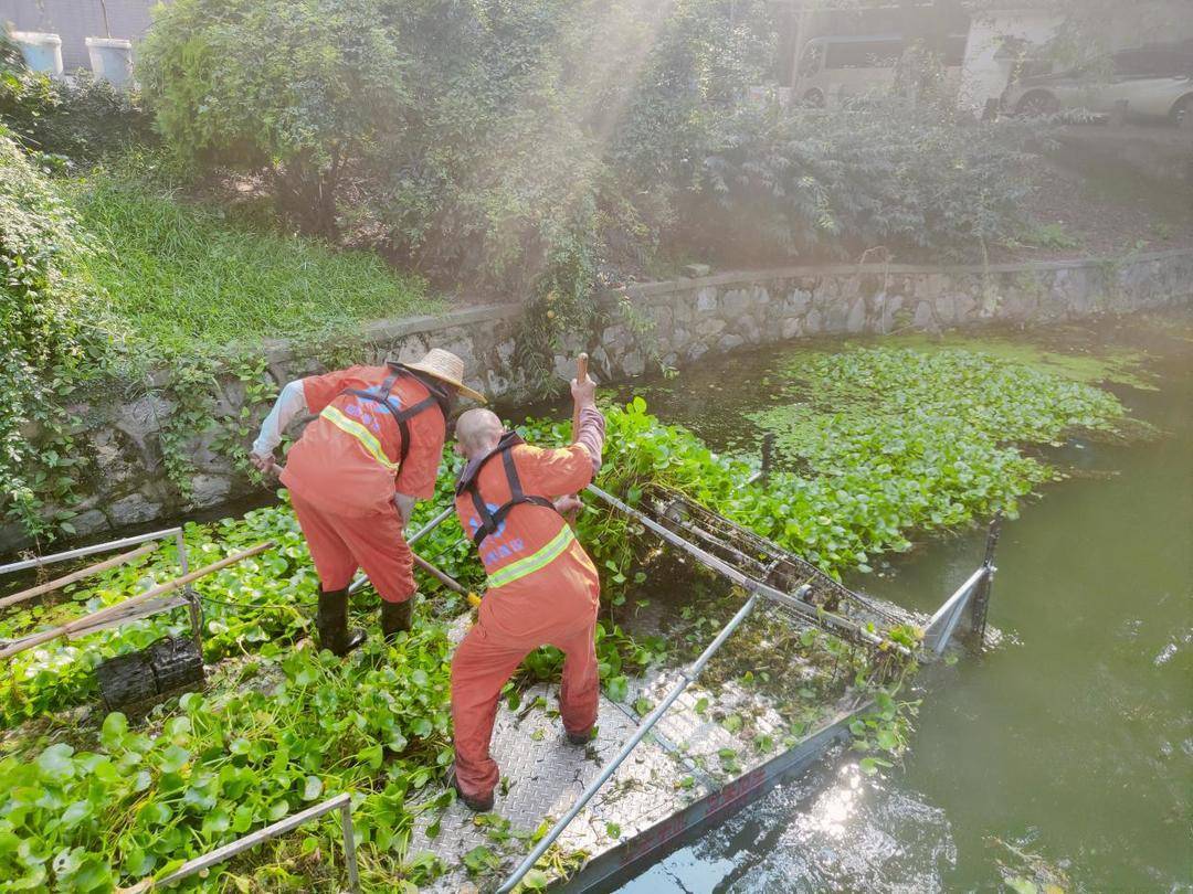 图|守护碧水清波,秋季河道养护_进行_水草_打捞