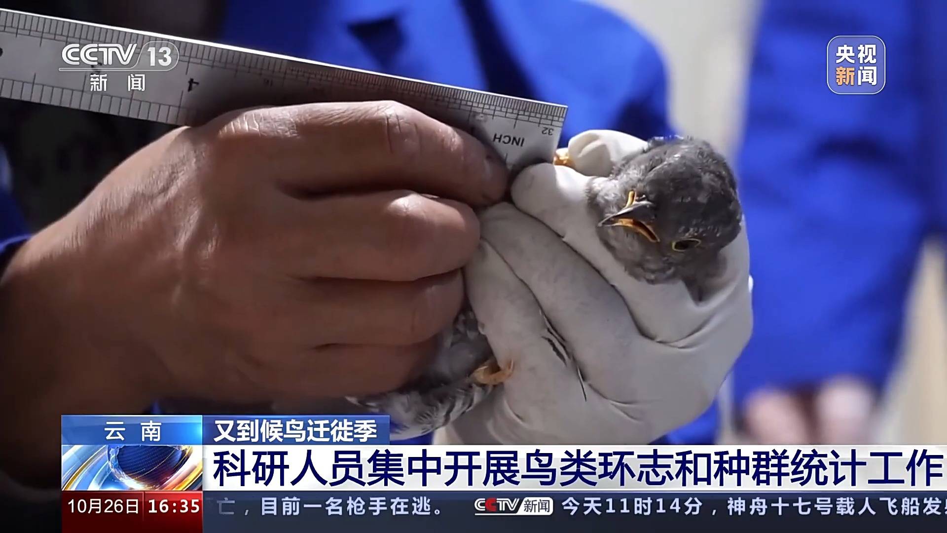 云南又到候鸟迁徙季 科研人员集中开展鸟类环志和种群统计工作_研究