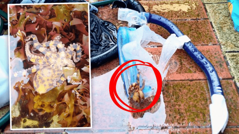 珀斯浮潜者"濒死体验",险遇剧毒蓝环章鱼!_西澳_垃圾_澳洲政府