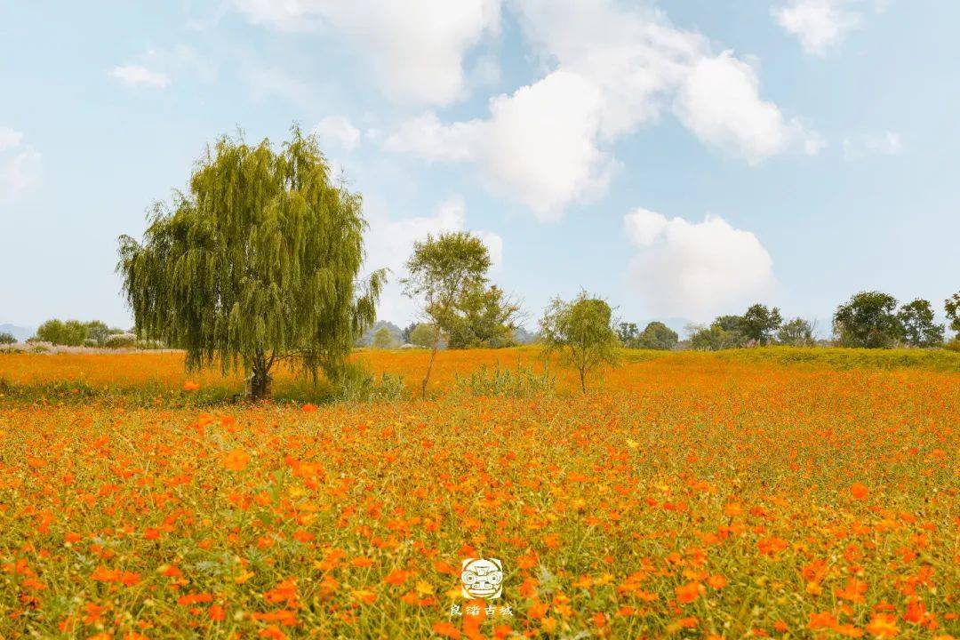 木叶动秋声,斑斓色彩铺满良渚古城~_倒影_秋色_碧云天