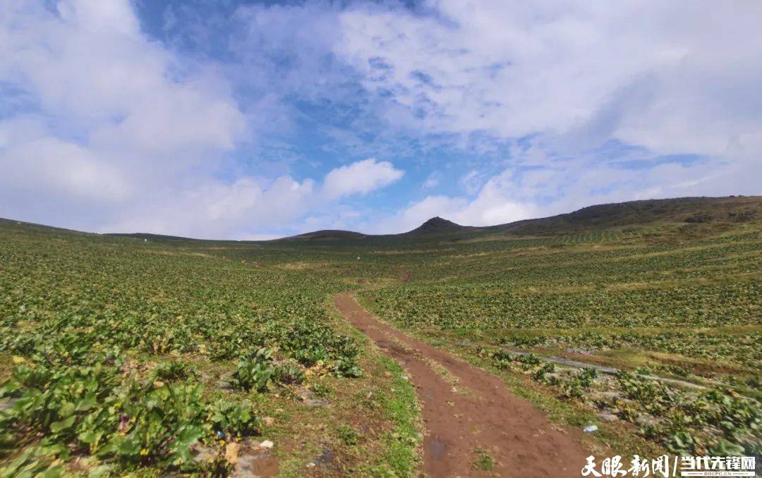 威宁黑土河镇:红菜苔喜获丰收_群众_社区_种植