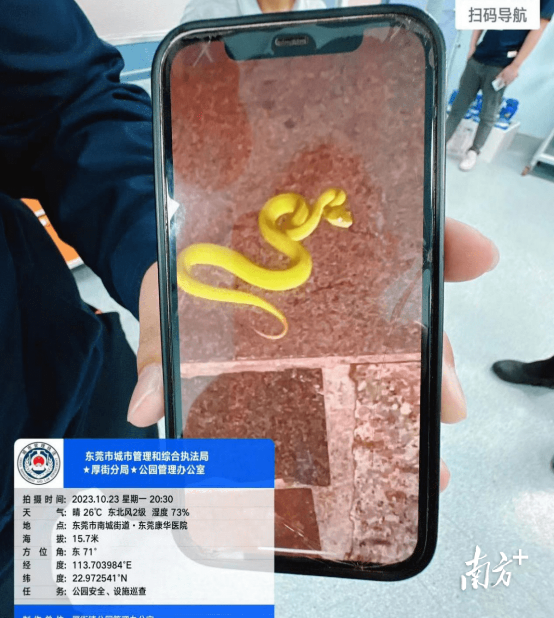 男子被毒蛇咬伤，厚街城管、铁骑联动救援_王小华_伤者_岗公园