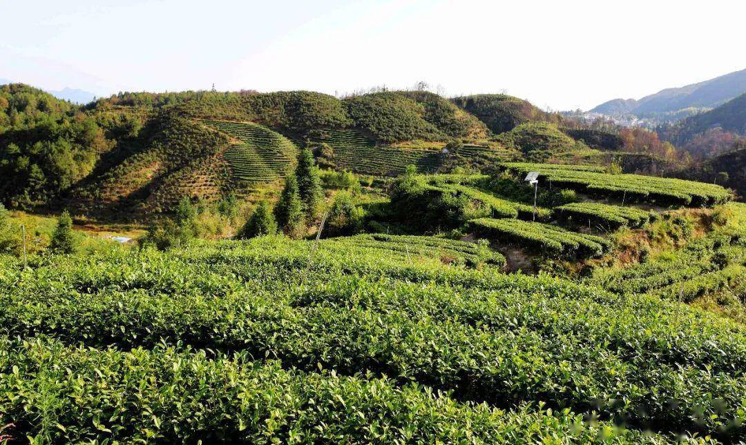 鳌阳镇:"禽茶共生" 开创致富新路_张超正_茶园_茶树