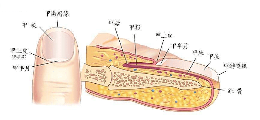 指甲盖结构图图片
