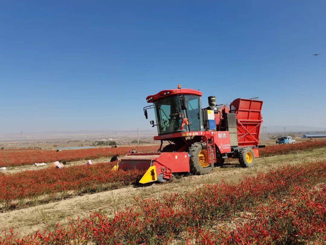 靖远:万亩朝天椒喜获丰收_种植_辣椒_东升镇