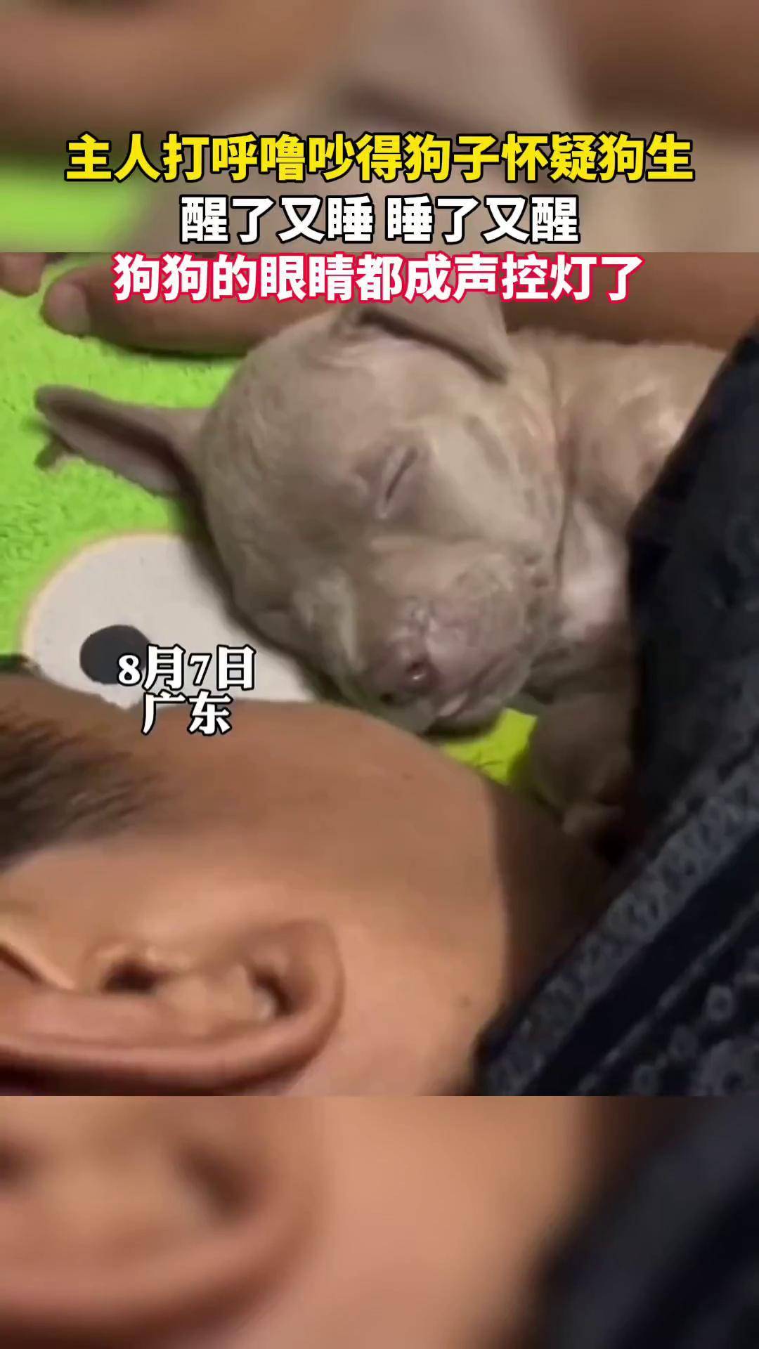 主人打呼噜吵得狗子怀疑狗生,醒了又睡,睡了又醒,狗子的眼睛都成声控