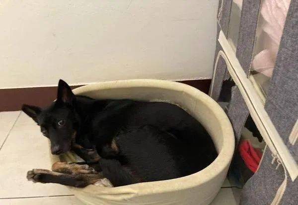 狗狗_妈妈_老公