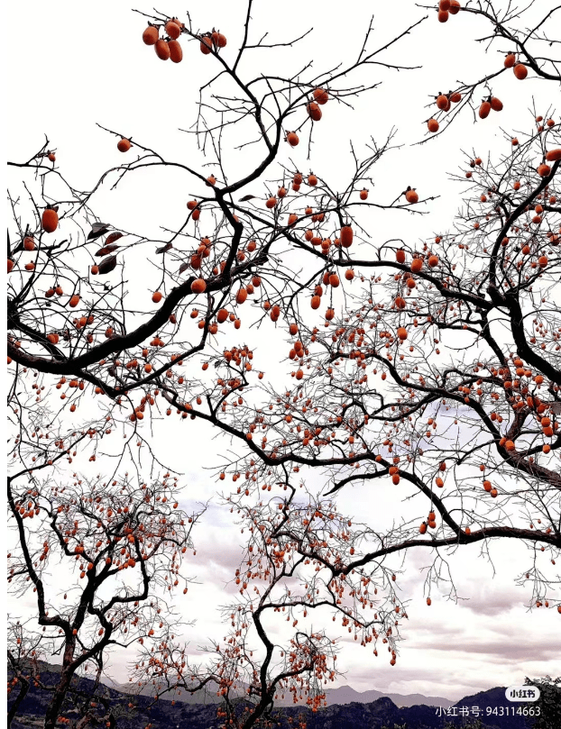 时间:2023年11月4日-2024年1月2日@小红书-携程撒野指南就能定格最美