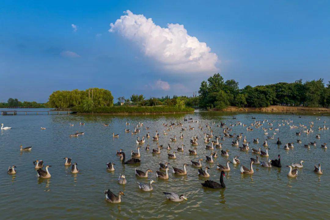 "大美湿地·润泽齐鲁"网络主题活动走进台儿庄运河国家湿地公园_保护