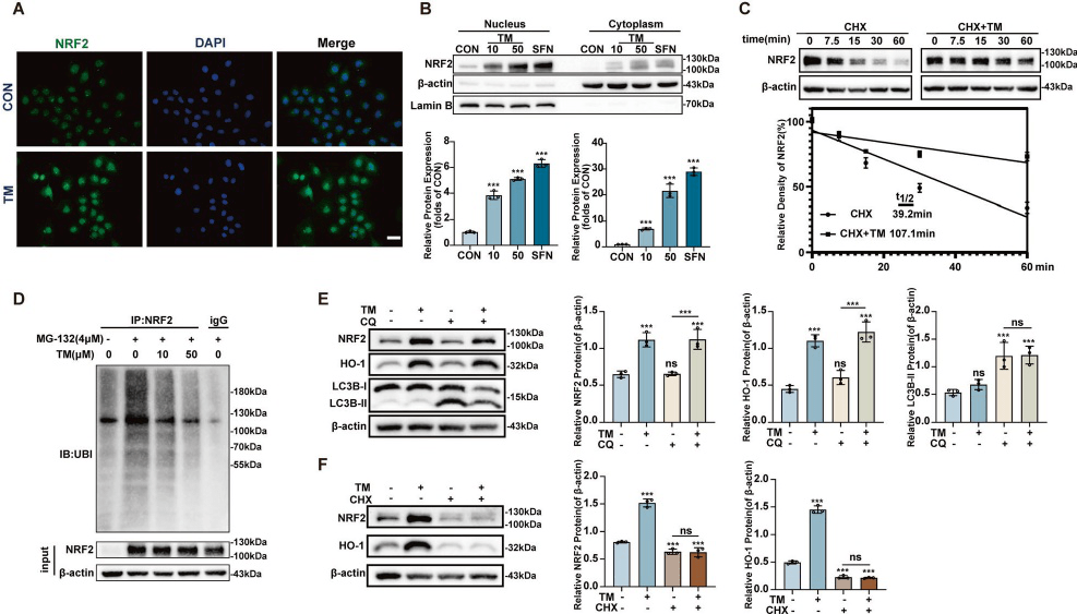 项目文章|四硫钼酸铵通过nrf2信号通路缓解顺铂诱导急性肾损伤中的