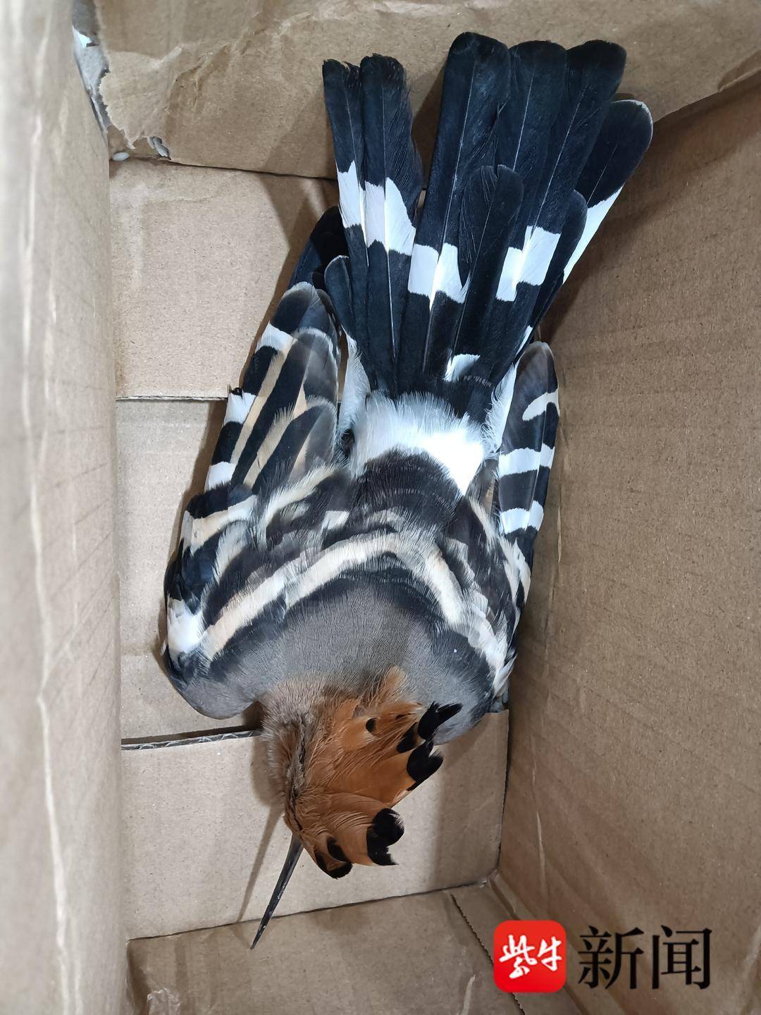 "呆萌小鸟"身份不简单 民警救助"戴胜"幼鸟_保护_受伤_竹镇