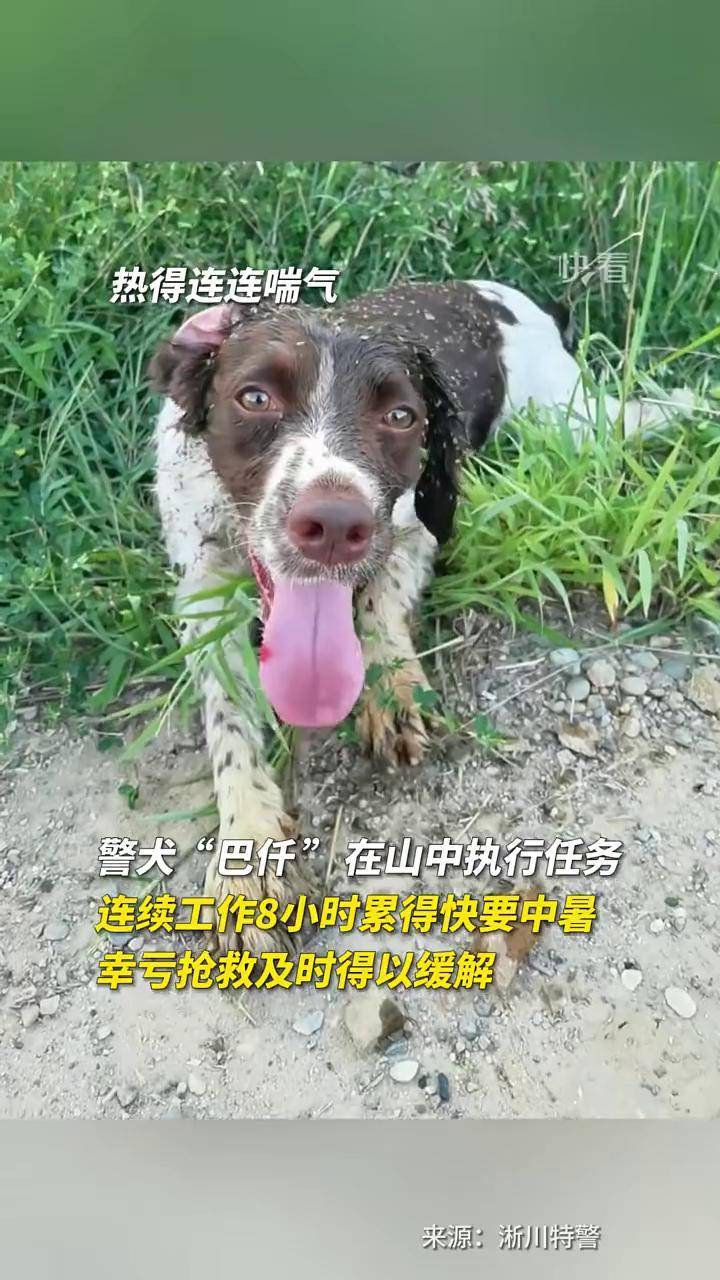 淅川的三条腿警犬图片