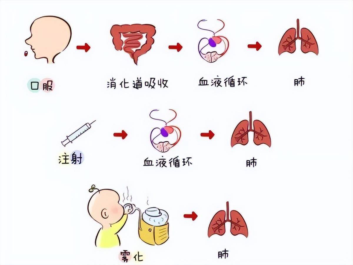 腹腔注射药物吸收原理图片