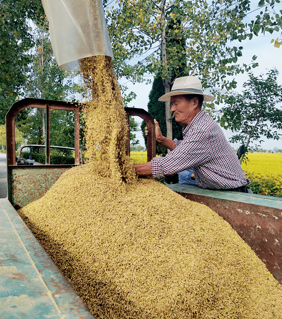 10月10日下午,寿县安丰塘镇,水稻迎来丰收.