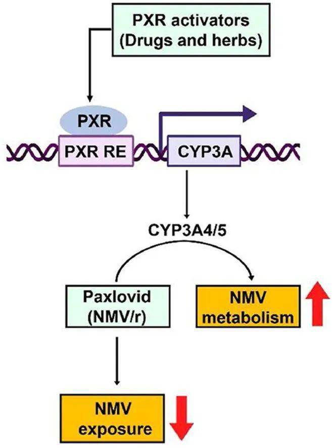 【apsb】2023年11期_jiang_pharm_acta