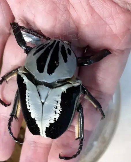 送你一只有苹果香气的高颜值甲虫!体验生命变化的美丽历程