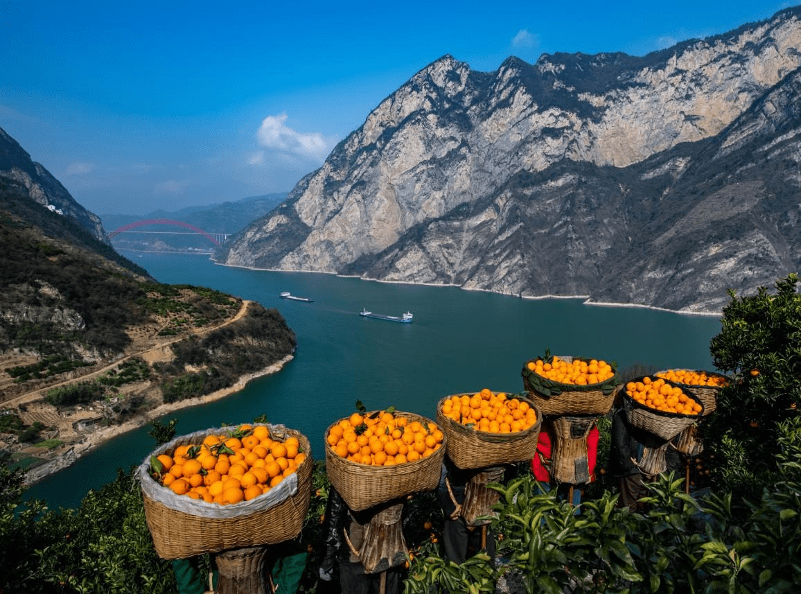 舟渡脐橙图片