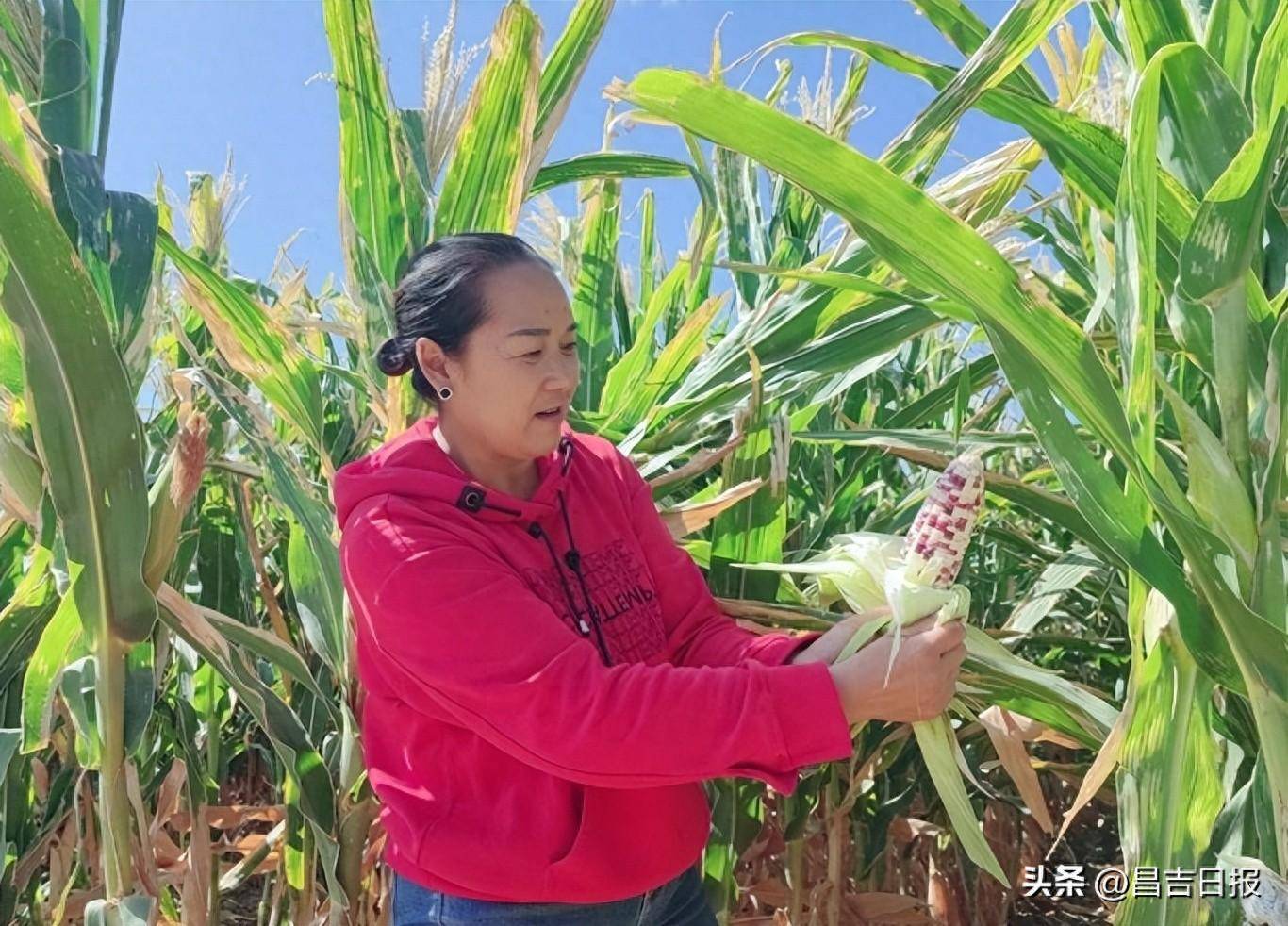 近日,在木垒县雀仁乡乌克勒别依特村种植的鲜食玉米示范基地,一排排