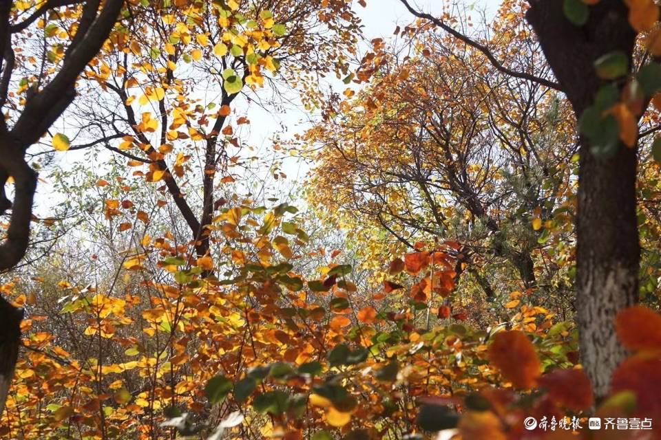 洪山公园的秋天,美不胜收_济南_春兰