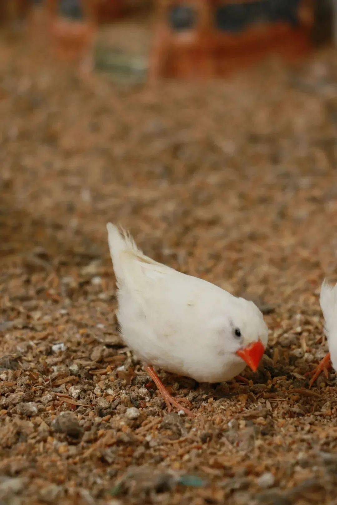 饲养珍珠鸟的注意事项都在这里啦!赶紧学起来~_养殖_鸟笼_给予