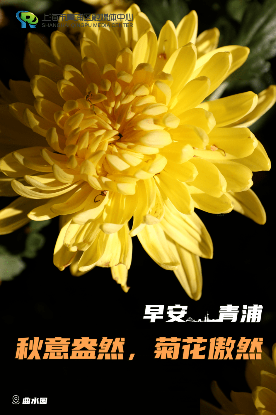早安青浦|秋意盎然,菊花傲然