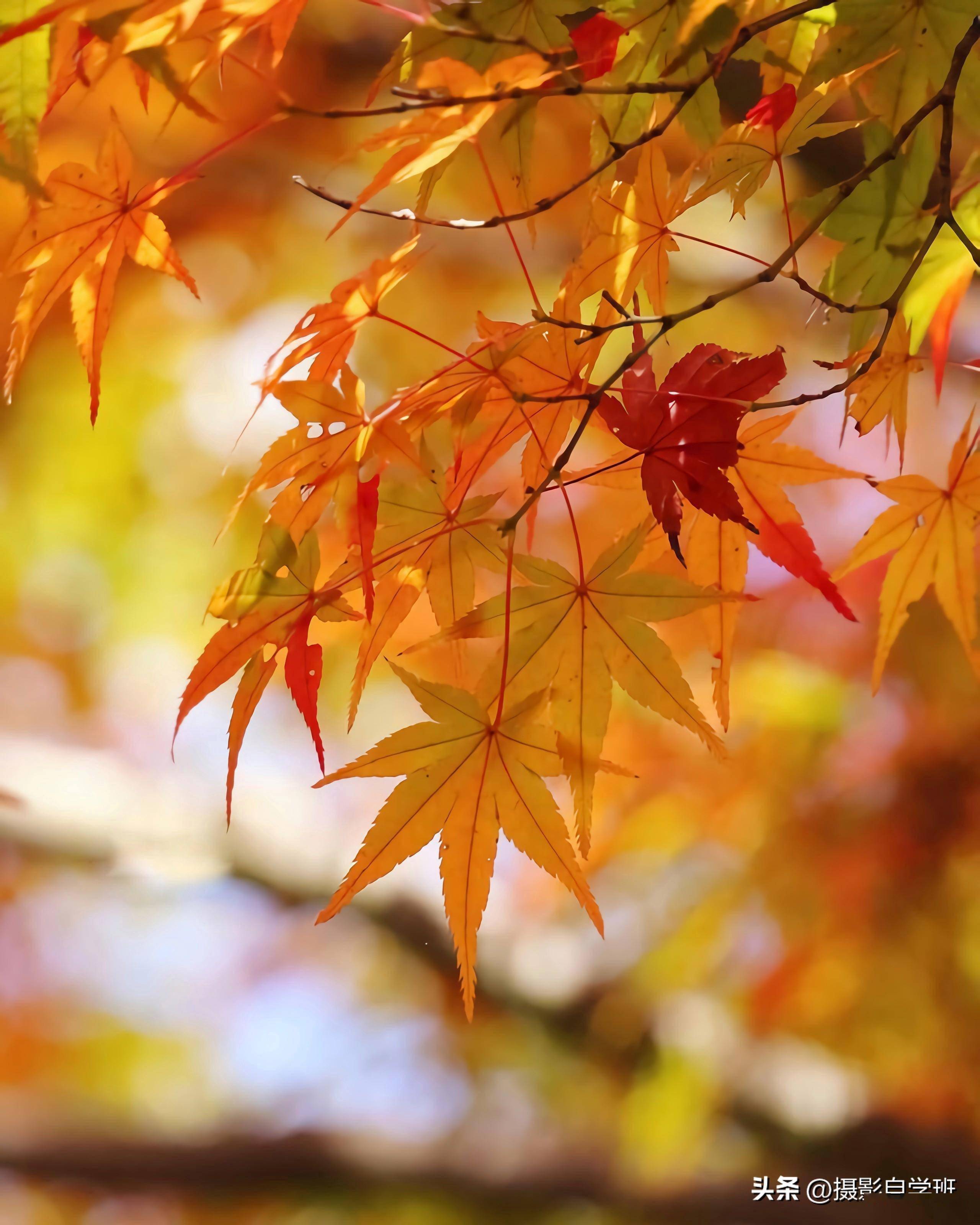 以前咋没发现呢,树叶还能这么拍?真是太美啦_画面_技巧_质感