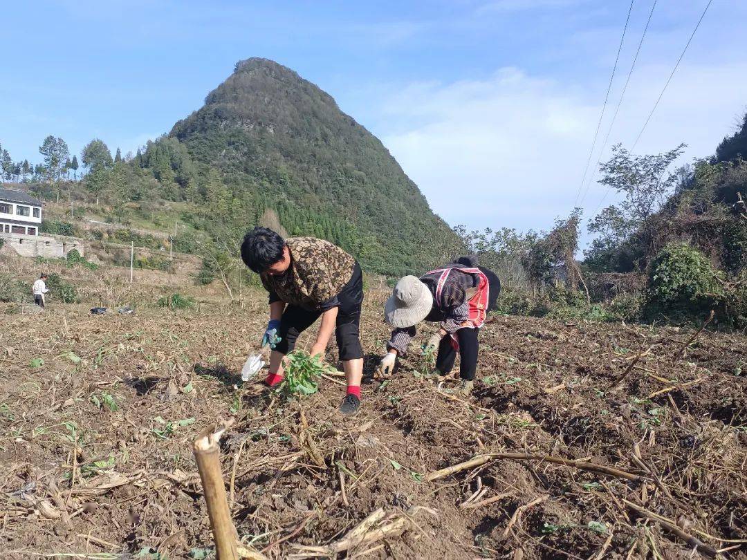 织金县猫场镇:抢抓时令促生产 冬种油菜正当时_种植_四甲_流转