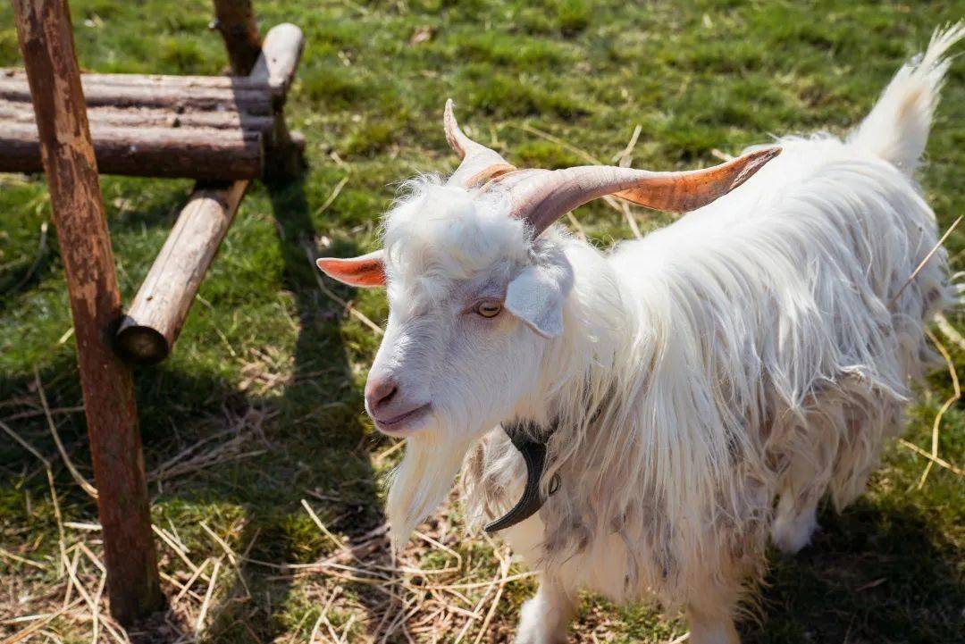 烫着蛋卷头的可爱山羊,有着小姑娘般大眼睛的梅花鹿.