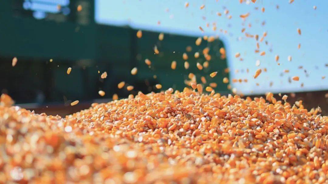 关注| 吉林:"梨树模式"保护黑土地 助力粮食稳产增产_耕作_推广_秸秆