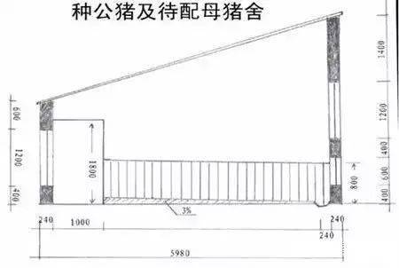 母猪舍建设标准尺寸图片