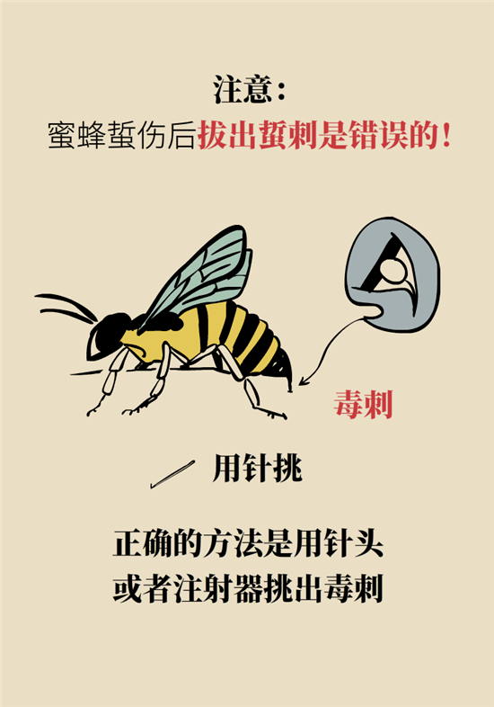 被牛角蜂蛰了怎么办图片