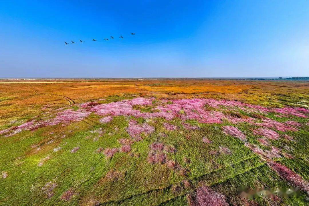 鄱阳湖蓼子花图片